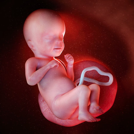 3d rendered medically accurate illustration of a fetus week 26の写真素材