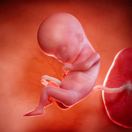 3d rendered medically accurate illustration of a fetus week 15の写真素材