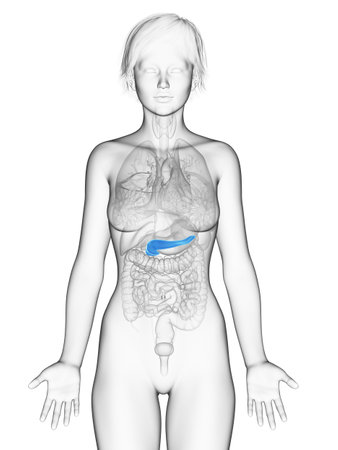3d rendered medically accurate illustration of the female pancreasの写真素材