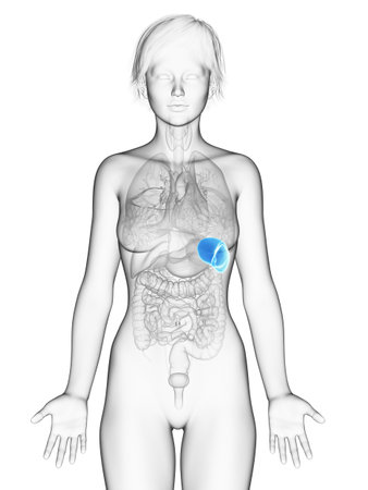 3d rendered medically accurate illustration of the female spleenの写真素材