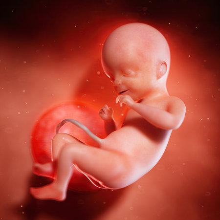 3d rendered medically accurate illustration of a fetus week 21