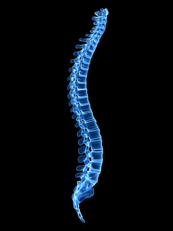 3d rendered medically accurate illustration of a healthy human spineの写真素材
