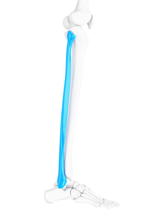 3d rendered medically accurate illustration of the fibula