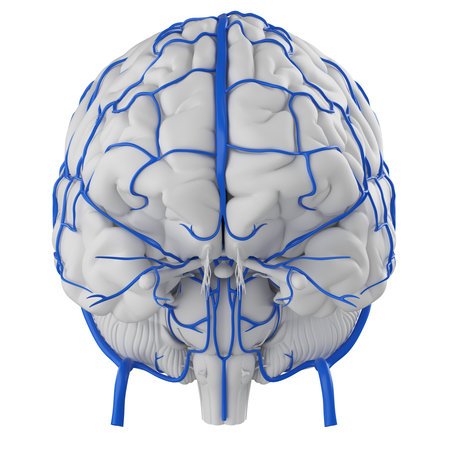 3d rendered medically accurate illustration of the brain veins