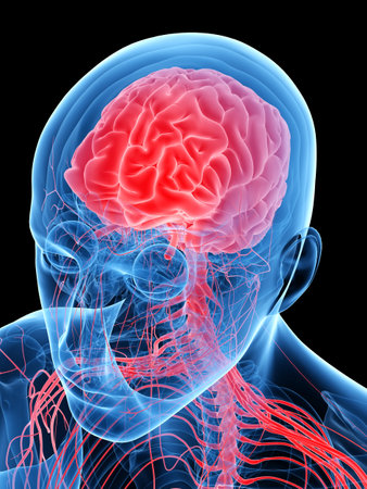 3d rendered medically accurate illustration of the human brain
