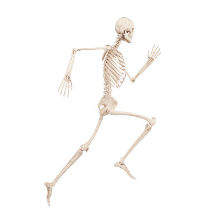 3d rendered medically accurate illustration of a running skeletonの写真素材