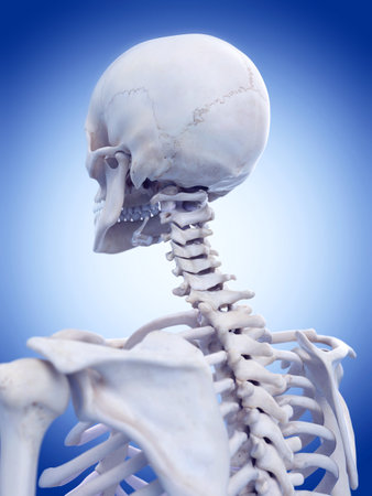 3d rendered medically accurate illustration of the skeletal neckの写真素材