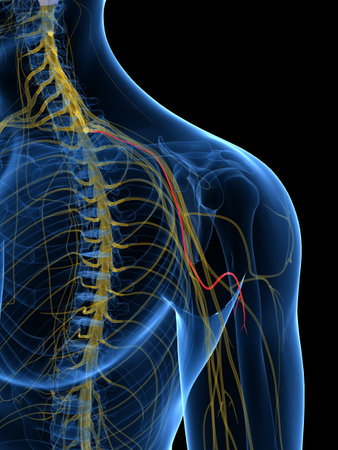 3d rendered medically accurate illustration of the Medial Brachial Cutaneous Nerveの写真素材