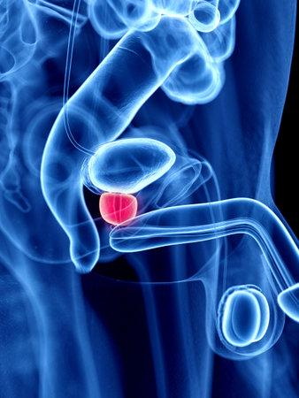 3d rendered medically accurate illustration of the prostate