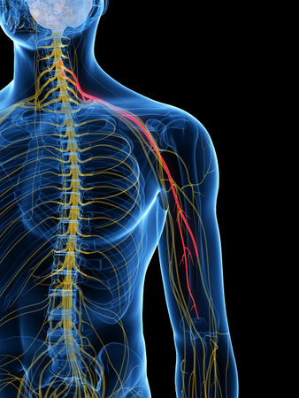 3d rendered medically accurate illustration of the Musculocutaneous Nerveの写真素材