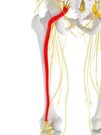 3d rendered medically accurate illustration of the sciatic nerveの写真素材