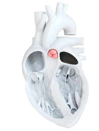 3d rendered medically accurate illustration of the pulmonary valveの写真素材