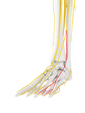 3d rendered medically accurate illustration of the Intermediate Dorsal Cutaneous Nerve