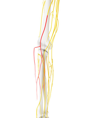 3d rendered medically accurate illustration of the Lateral Antebrachial Cutaneous Nerveの写真素材