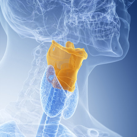 medically accurate illustration of the larynx