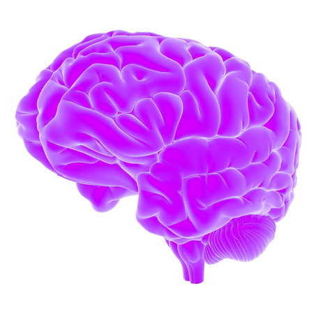 3d rendered, medically accurate illustration of the human brain