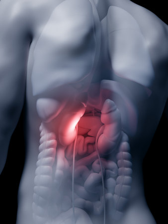 3d rendered medically accurate illustration of the human kidneysの写真素材