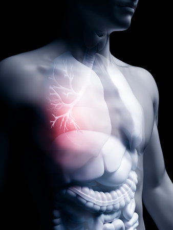 3d rendered medically accurate illustration of the human bronchiの写真素材