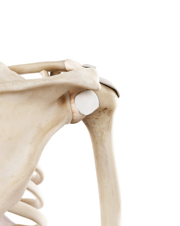 medically accurate illustration of the human skeletal shoulderの写真素材