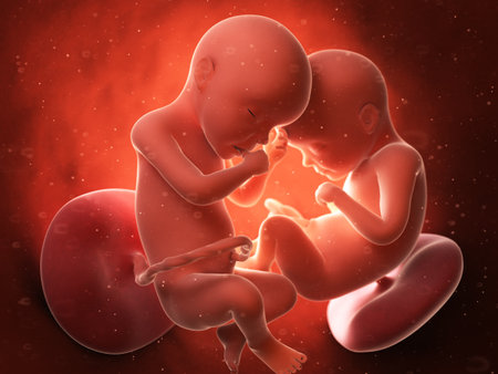 3d rendered medically accurate illustration of twins in the wombの写真素材