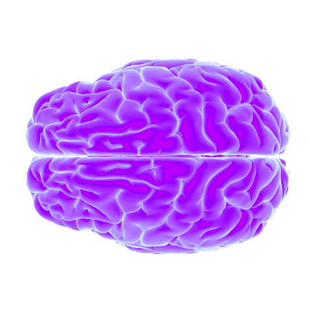 3d rendered, medically accurate illustration of the human brain