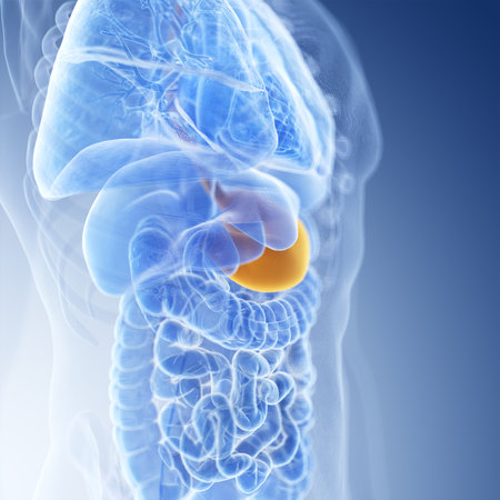 medically accurate illustration of the stomachの写真素材