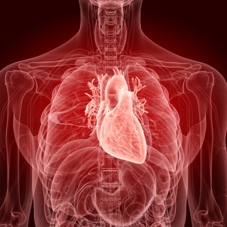 medically accurate illustration of the human heartの写真素材