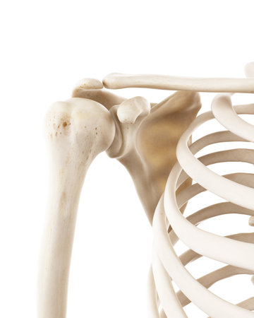 3d rendered medically accurate illustration of the human shoulder bonesの写真素材