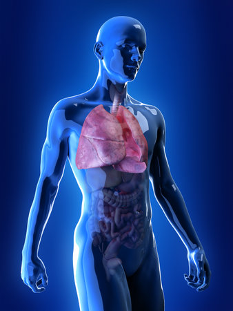 3d rendered, medically accurate illustration of lungの写真素材