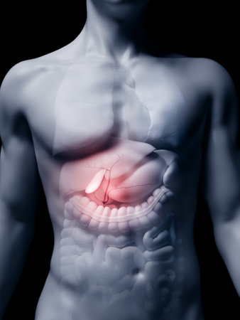 3d rendered medically accurate illustration of the human gallbladderの写真素材