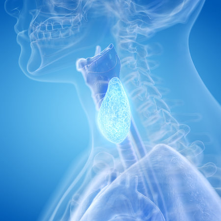 3d rendered, medically accurate illustration of the thyroid glandの写真素材