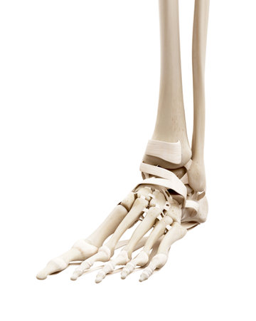 medically accurate illustration of the human skeletal footの写真素材