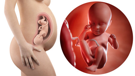 pregnant woman with visible uterus and fetus week 35の写真素材