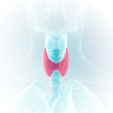 3d rendered medically accurate illustration of the thyroid