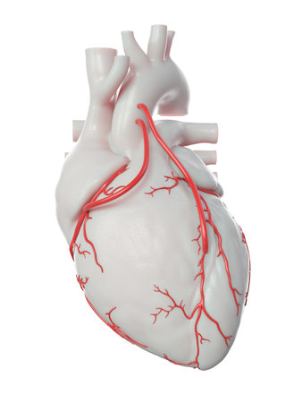 3d rendered medically accurate illustration of 2 bypasses