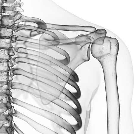 3d rendered medically accurate illustration of the skeletal shoulderの写真素材