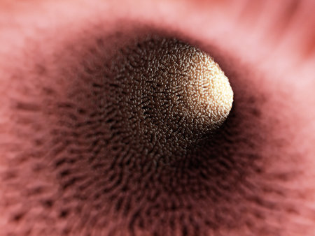 3d rendered medically accurate illustration of intestinal villiの写真素材