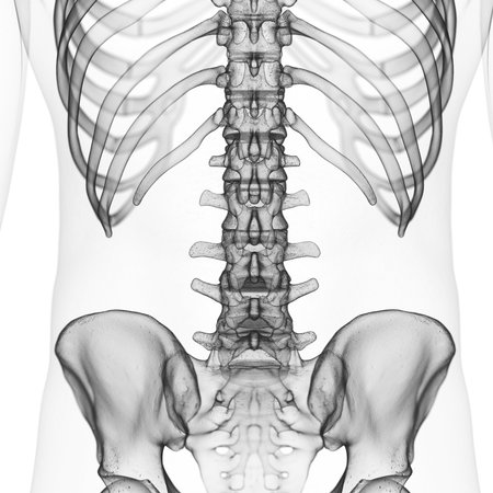 3d rendered medically accurate illustration of the lumbar spine