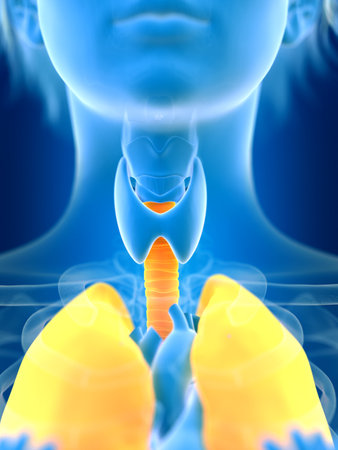 3d rendered medically accurate illustration of a females lungの写真素材