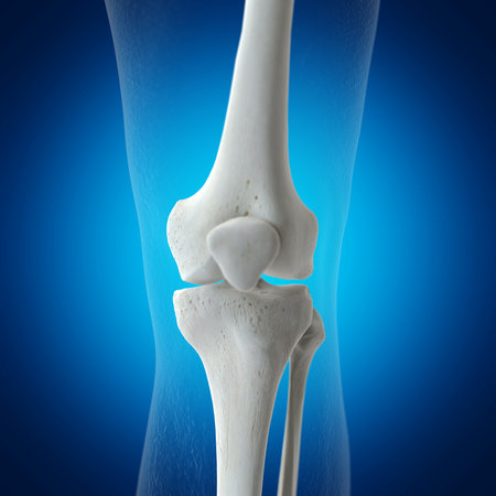 3d rendered medically accurate illustration of the skeletal knee