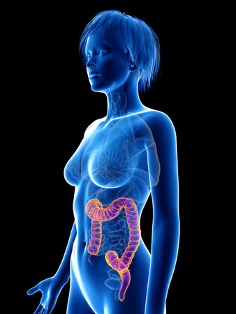 3d rendered medically accurate illustration of a womans colon