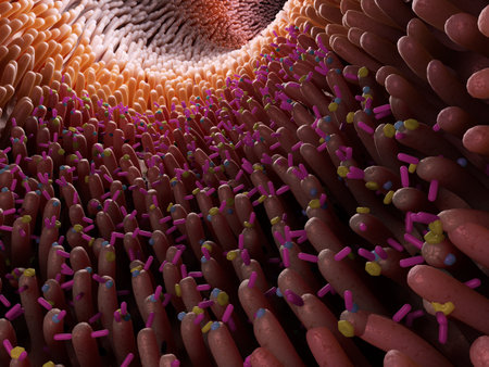 3d rendered medically accurate illustration of the gut micro biomeの写真素材