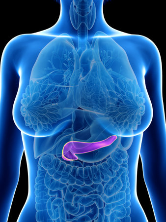 3d rendered medically accurate illustration of a womans pancreasの写真素材