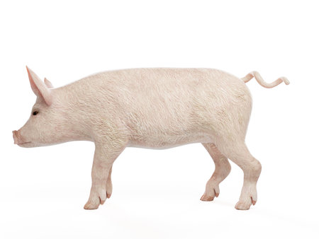 3d rendered illustration of a pig on whiteの写真素材