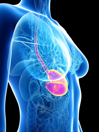 3d rendered medically accurate illustration of a womans stomachの写真素材