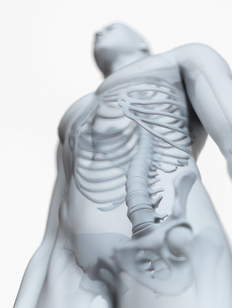 3d rendered medically accurate illustration of the male skeletal anatomyの写真素材