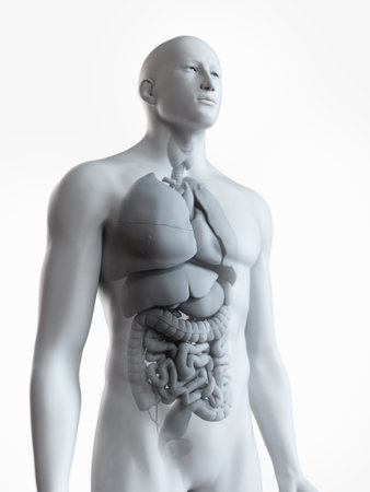 3d rendered medically accurate illustration of the male internal anatomyの写真素材