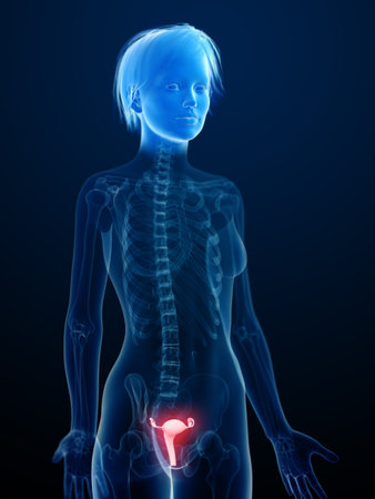 3d rendered medically accurate illustration of an inflamed uterusの写真素材