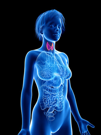 3d rendered medically accurate illustration of a womansの写真素材