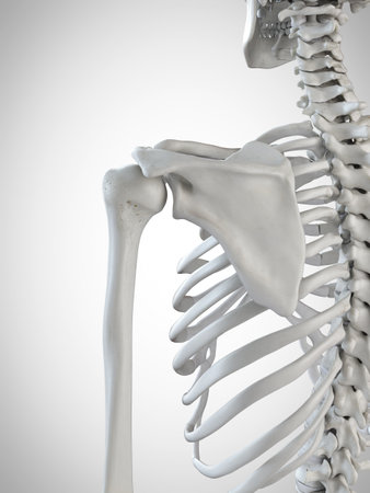 3d rendered medically accurate illustration of the shoulder bonesの写真素材